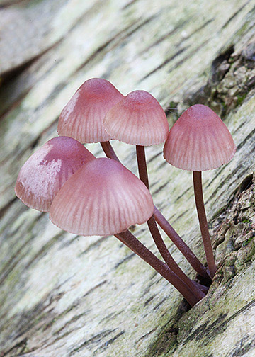 Mycena haematopus
